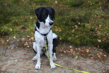 MELONI, Hund, Mischlingshund in Berlin - Bild 4