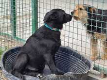 ALBUS, Hund, Mischlingshund in Kroatien - Bild 6