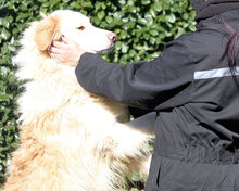 FAUNO, Hund, Mischlingshund in Italien - Bild 1