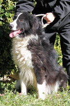 FRASIO, Hund, Border Collie-Mix in Italien - Bild 1