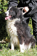 FRASIO, Hund, Mischlingshund in Italien - Bild 1