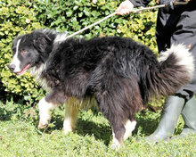 FRASIO, Hund, Mischlingshund in Italien - Bild 3