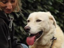 GALINZIA, Hund, Mischlingshund in Italien - Bild 4