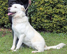 GALINZIA, Hund, Mischlingshund in Italien - Bild 7