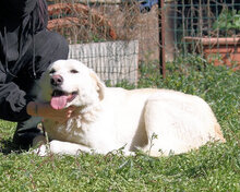 GALINZIA, Hund, Mischlingshund in Italien - Bild 8