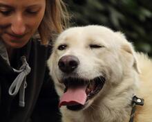 GALINZIA, Hund, Mischlingshund in Italien - Bild 9