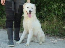 GEBBERT, Hund, Maremmano-Mix in Petersaurach - Bild 20