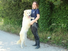 GEBBERT, Hund, Maremmano-Mix in Petersaurach - Bild 21