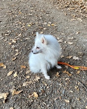 SUZY, Hund, Spitz in Gerach - Bild 10