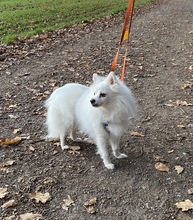 SUZY, Hund, Spitz in Gerach - Bild 12