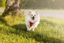 SUZY, Hund, Spitz in Gerach - Bild 13