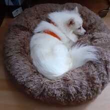 SUZY, Hund, Spitz in Gerach - Bild 8