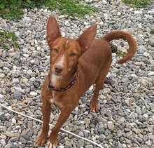 CHETOS, Hund, Podenco in Spanien - Bild 7