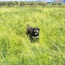 KIMON, Hund, Mischlingshund in Griechenland - Bild 2
