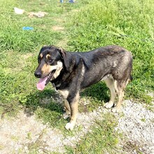 KIMON, Hund, Mischlingshund in Griechenland - Bild 4