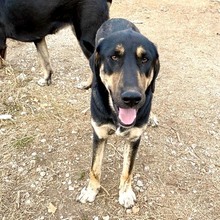 KIMON, Hund, Mischlingshund in Griechenland - Bild 5