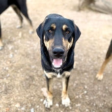 KIMON, Hund, Mischlingshund in Griechenland - Bild 6