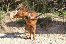 PETERPAN, Hund, Podenco Andaluz in Spanien - Bild 12