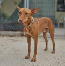 PETERPAN, Hund, Podenco Andaluz in Hausham - Bild 10