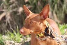 PETERPAN, Hund, Podenco Andaluz in Hausham - Bild 11