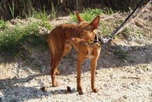PETERPAN, Hund, Podenco Andaluz in Hausham - Bild 15