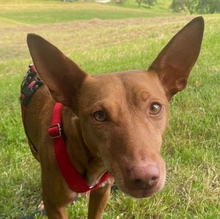 PETERPAN, Hund, Podenco Andaluz in Hausham - Bild 2