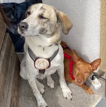 PETERPAN, Hund, Podenco Andaluz in Hausham - Bild 5
