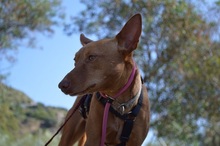PETERPAN, Hund, Podenco Andaluz in Hausham - Bild 7