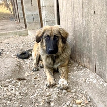 BARNY, Hund, Mischlingshund in Griechenland - Bild 1