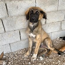 BARNY, Hund, Mischlingshund in Griechenland - Bild 10