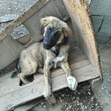 BARNY, Hund, Mischlingshund in Griechenland - Bild 12