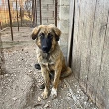 BARNY, Hund, Mischlingshund in Griechenland - Bild 2