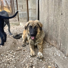 BARNY, Hund, Mischlingshund in Griechenland - Bild 3