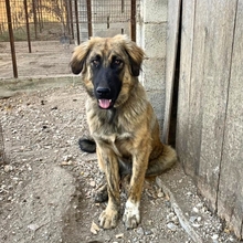 BARNY, Hund, Mischlingshund in Griechenland - Bild 4
