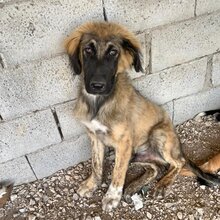 BARNY, Hund, Mischlingshund in Griechenland - Bild 7