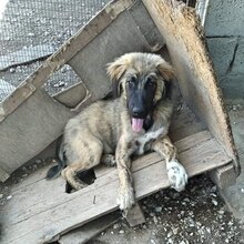 BARNY, Hund, Mischlingshund in Griechenland - Bild 8