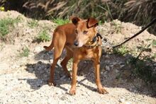 PASQUAL, Hund, Podenco Andaluz in Spanien - Bild 13