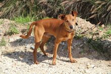 PASQUAL, Hund, Podenco Andaluz in Spanien - Bild 9