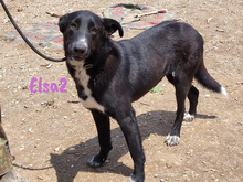 ELSA2, Hund, Mischlingshund in Spanien - Bild 1