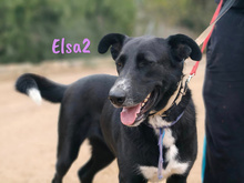 ELSA2, Hund, Mischlingshund in Spanien - Bild 11