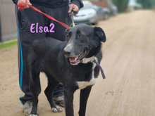 ELSA2, Hund, Mischlingshund in Spanien - Bild 12