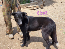 ELSA2, Hund, Mischlingshund in Spanien - Bild 14