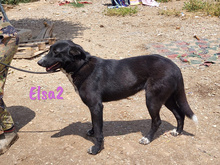 ELSA2, Hund, Mischlingshund in Spanien - Bild 15