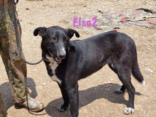 ELSA2, Hund, Mischlingshund in Spanien - Bild 16