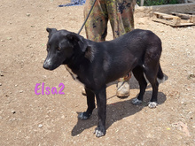 ELSA2, Hund, Mischlingshund in Spanien - Bild 18