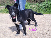 ELSA2, Hund, Mischlingshund in Spanien - Bild 19