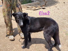 ELSA2, Hund, Mischlingshund in Spanien - Bild 2