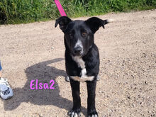 ELSA2, Hund, Mischlingshund in Spanien - Bild 21