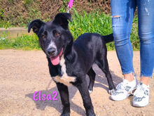 ELSA2, Hund, Mischlingshund in Spanien - Bild 22