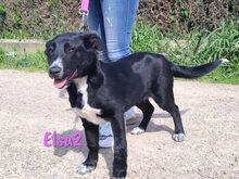 ELSA2, Hund, Mischlingshund in Spanien - Bild 8